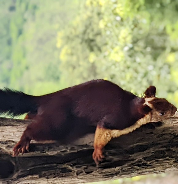 Do some birdwatching, and spot exotic flying squirrels scampering across lofty rosewood trees from your balcony.
