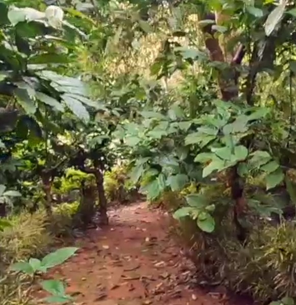 Guided plantation walks – Guided plantation walks in the mornings helps you identify the numerous spice plants.