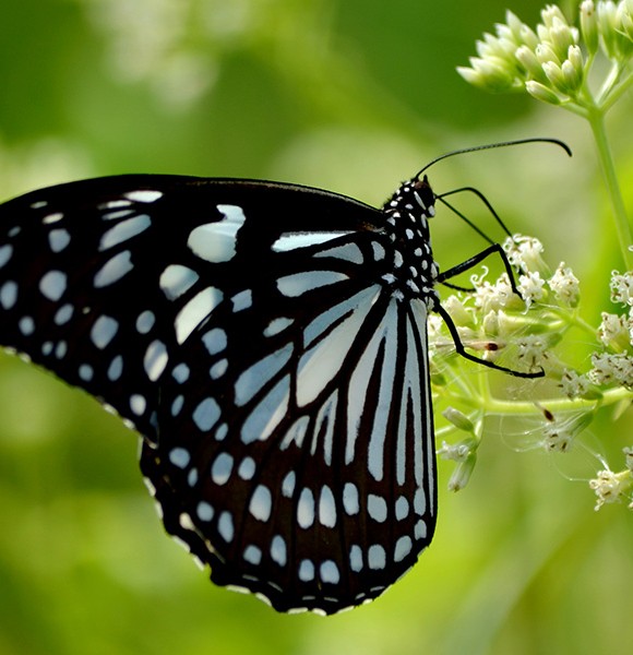 Have a competition with your kids on who spots maximum varieties of butterflies in the garden.
