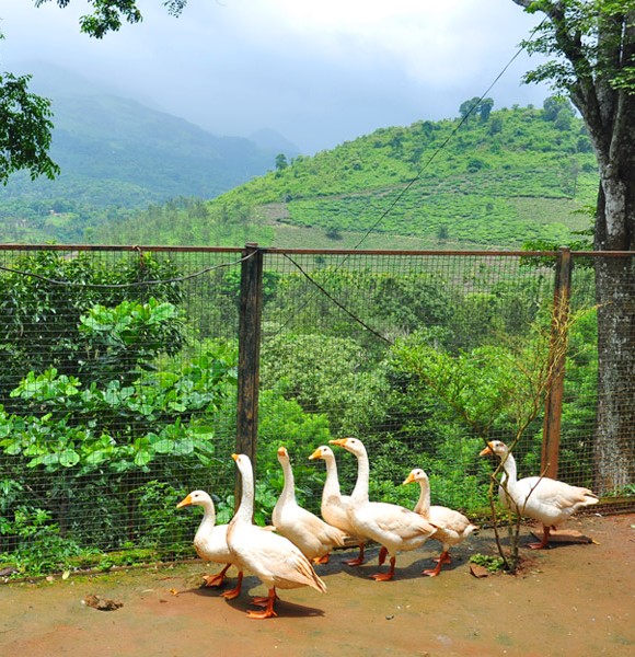 Spend time with our domesticated farm animals – Rabbits, Geese, Ducks, Lovebirds, Pigeon, and etc